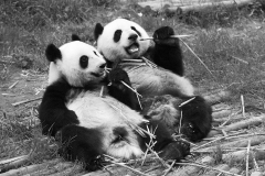 Happy Pandas