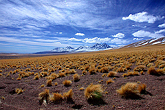 Altiplano Bolivien Chile