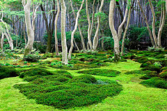 Japanischer Wald