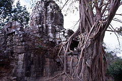 Ta Prohm at Angkor