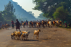 Die Herde Äthiopien 2019
