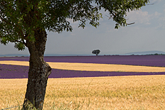 Farben der Provence