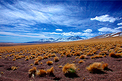 Altiplano Bolivia-Chile 2003