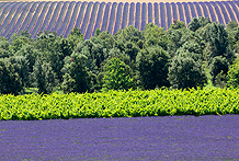 Lavendel in Provence 2017