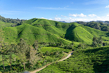 Cameron Highlands